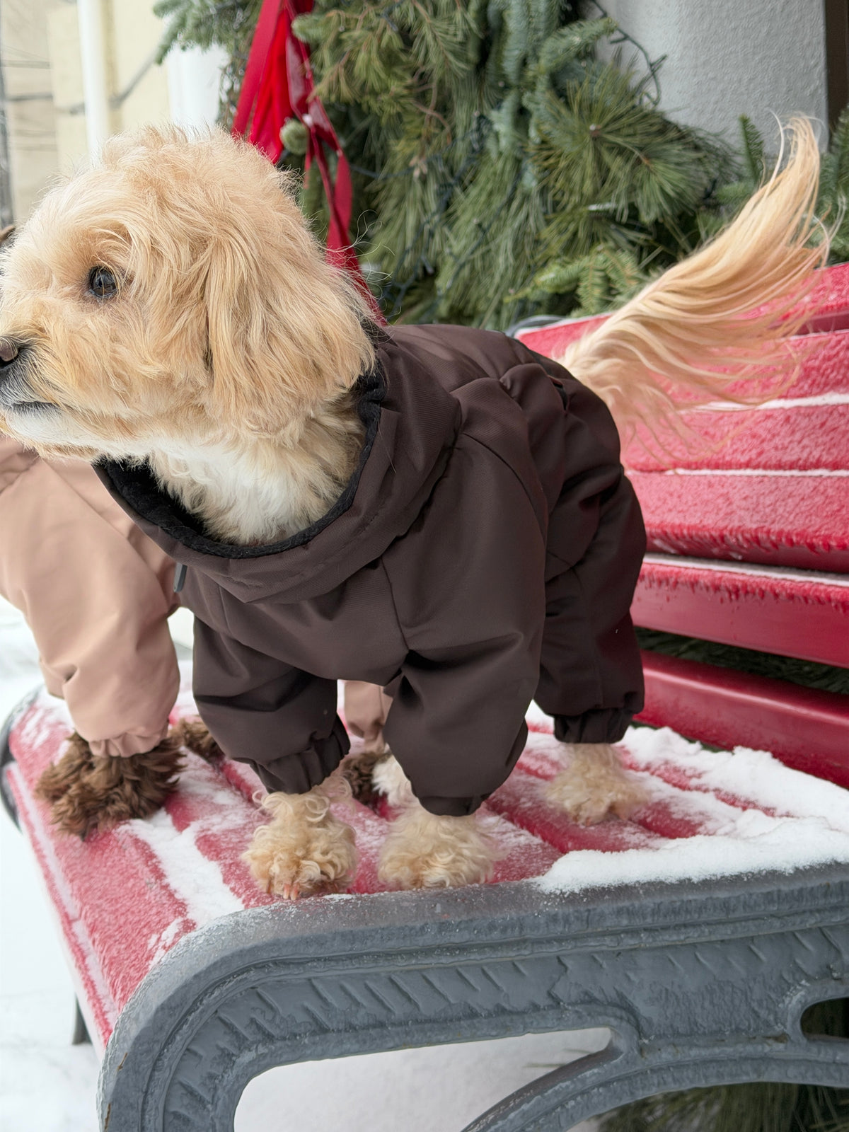 Membrane waterproof dog suite chocolate — Boy — Synthetic down insulation with fleece