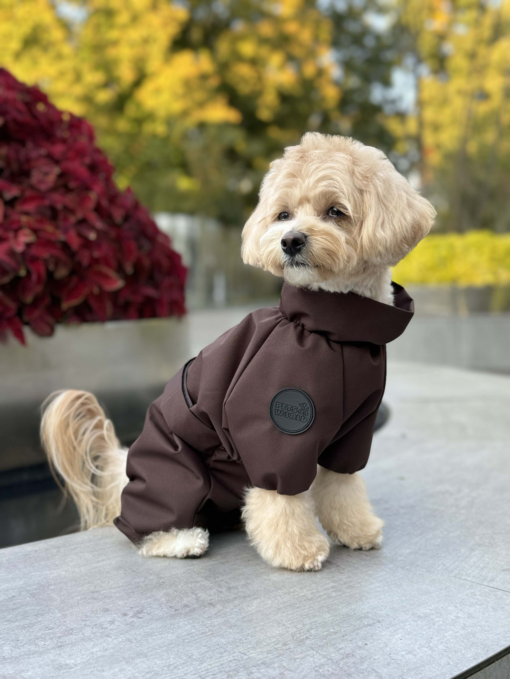Membrane waterproof dog suite chocolate — Boy — Synthetic down insulation with fleece