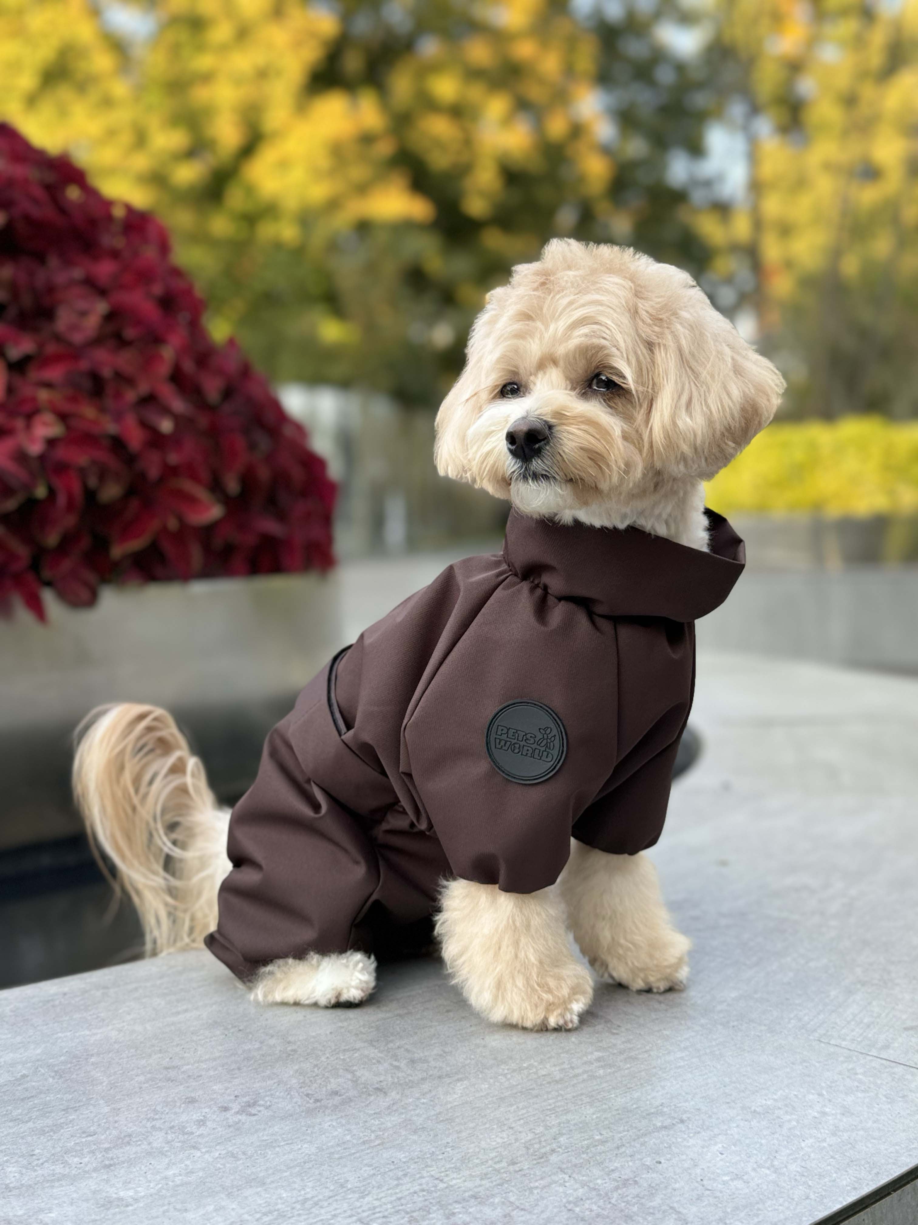 Membrane waterproof dog suite chocolate — Boy — Synthetic down insulation with fleece