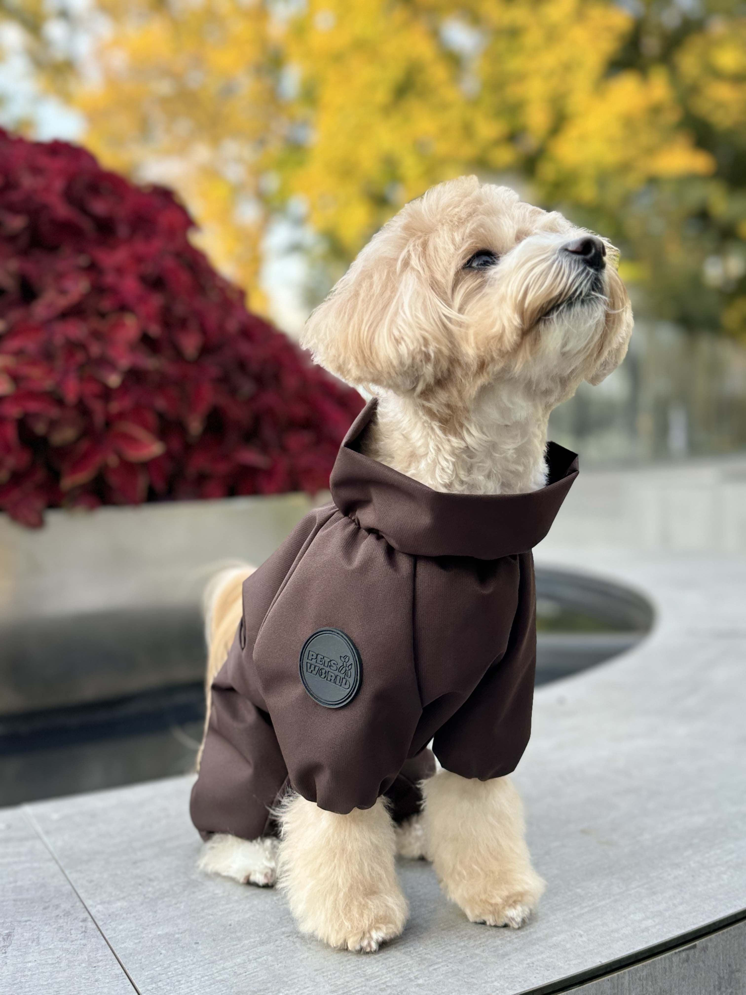 Membrane waterproof dog suite chocolate — Boy — Synthetic down insulation with fleece