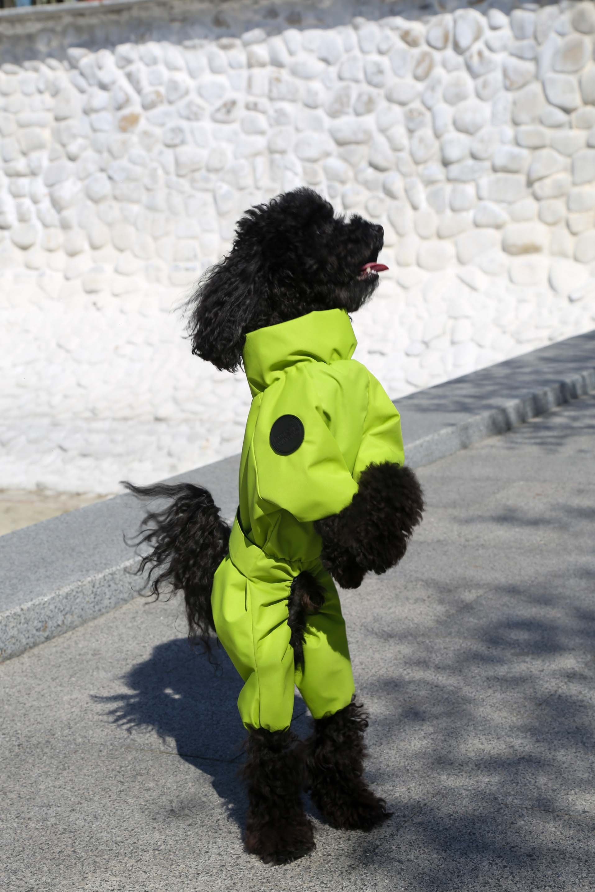 Membrane waterproof dog suite lime — Boy — Synthetic down insulation with fleece