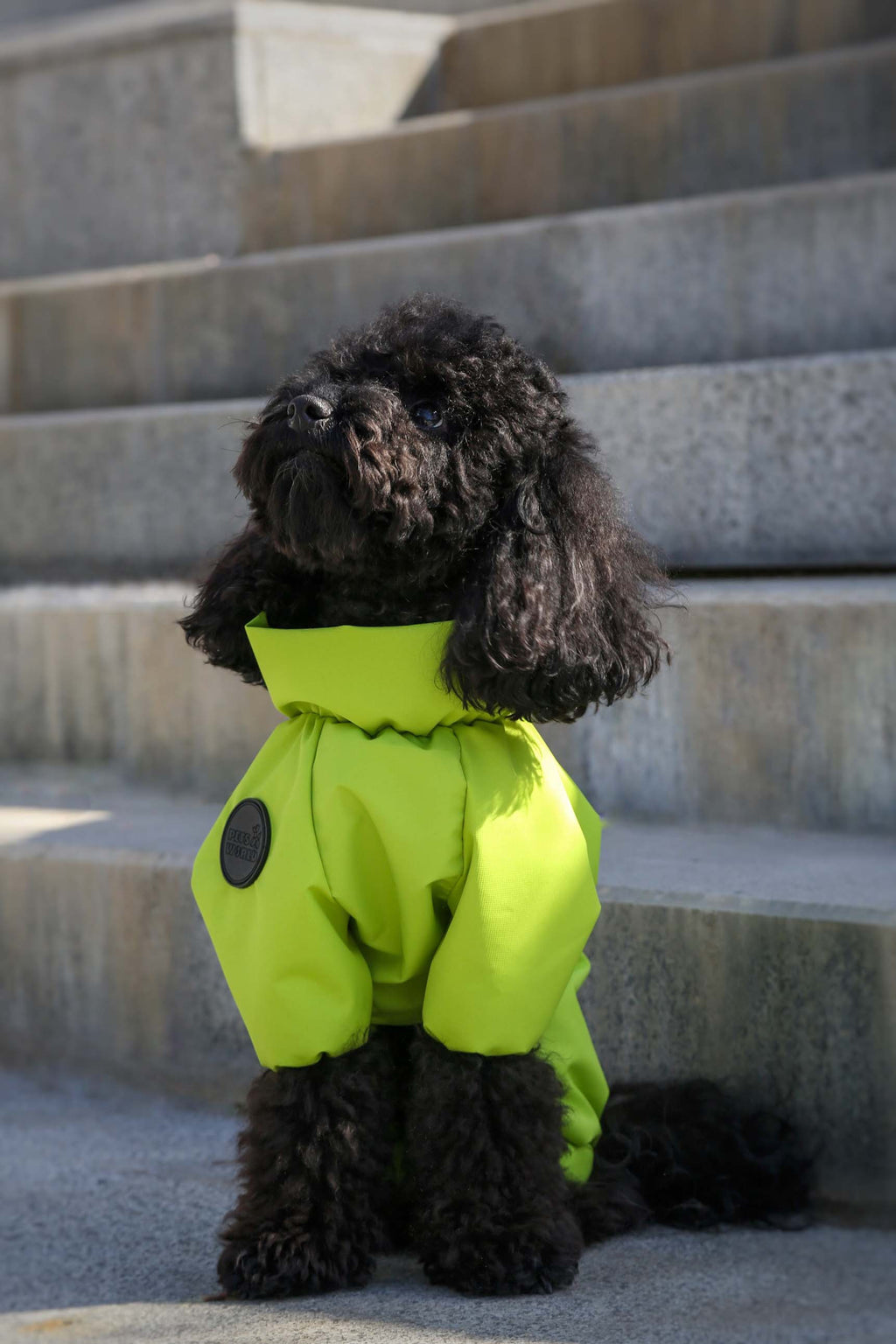 Membrane waterproof dog suite lime — Boy — Synthetic down insulation with fleece