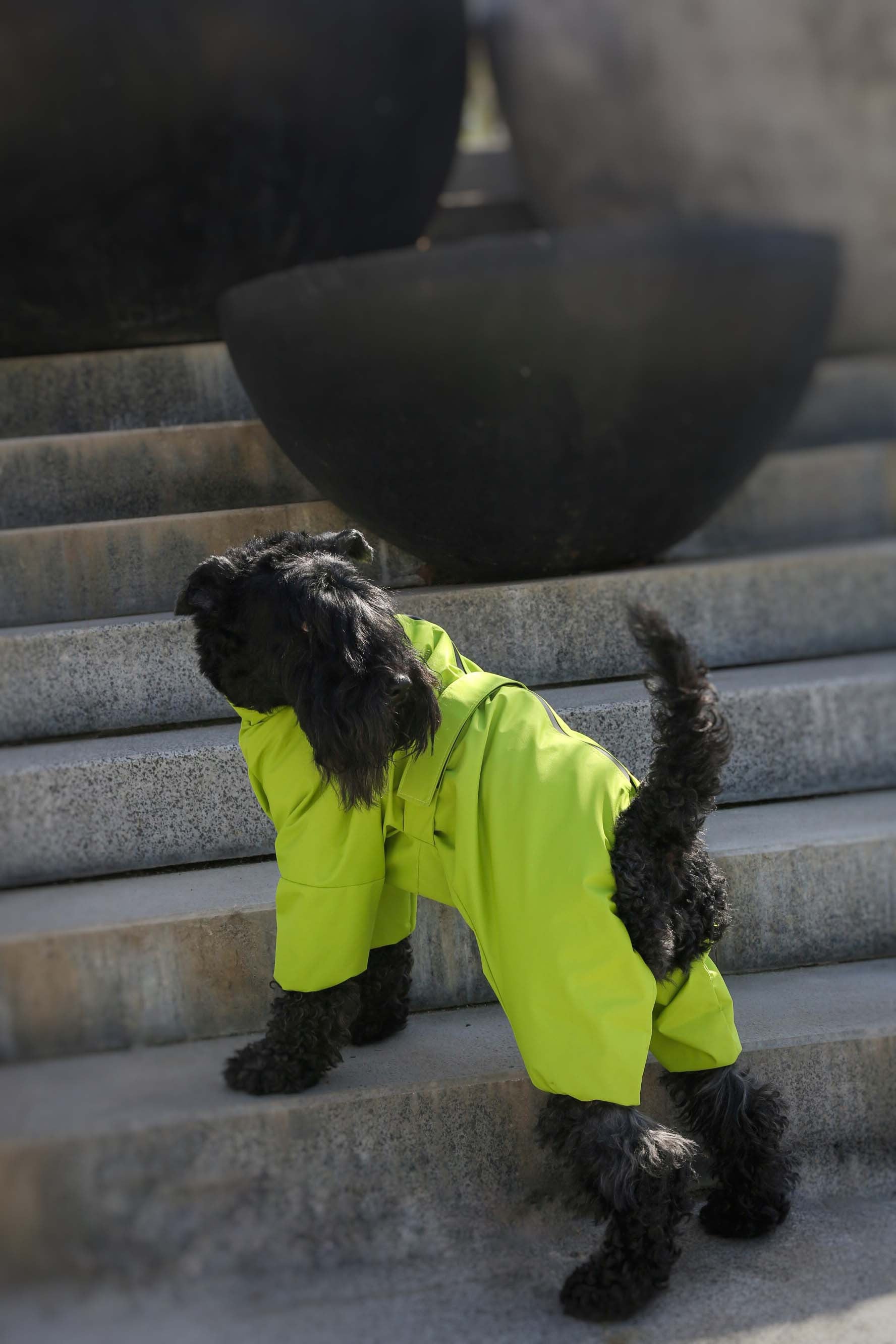 Membrane waterproof dog suite lime — Boy — Synthetic down insulation with fleece
