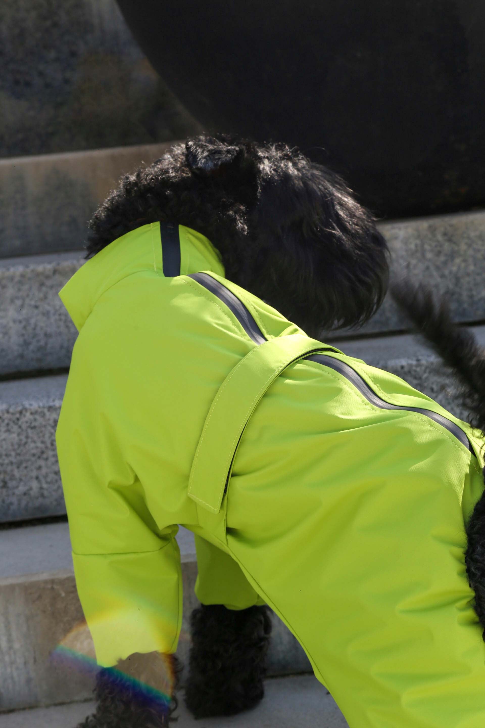 Membrane waterproof dog suite lime — Boy — Synthetic down insulation with fleece