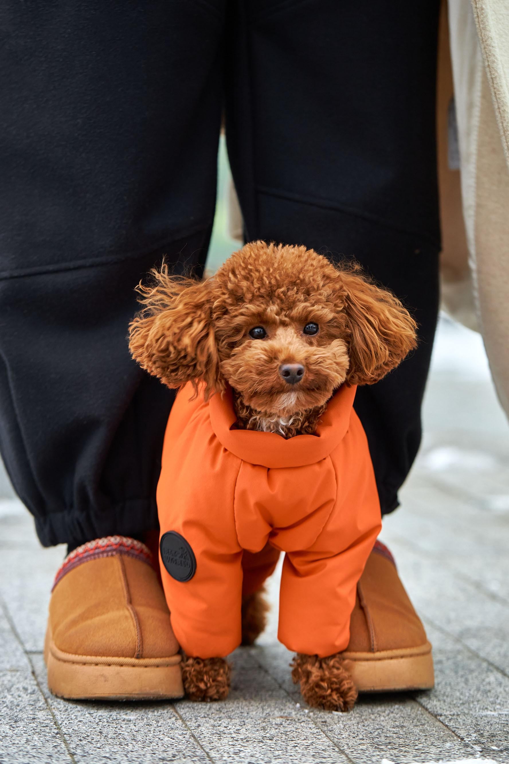 Membrane waterproof dog suite orange — Boy — Synthetic down insulation with fleece