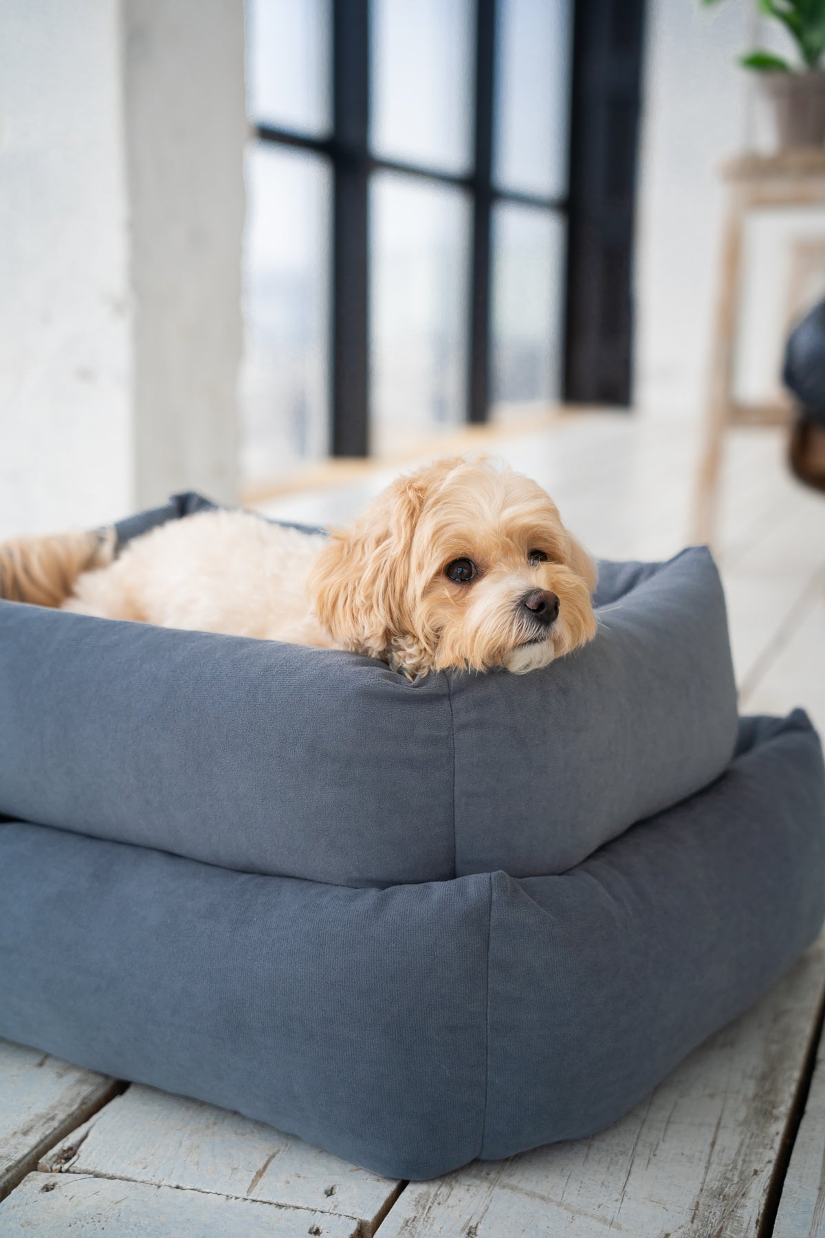 Dog bed "Comfort" velour — Dark Grey