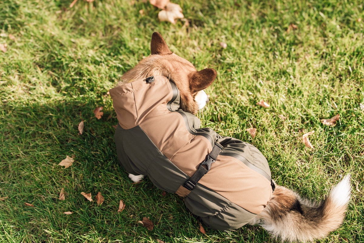 Membrane waterproof dog suite khaki coyote — Boy — Lightweight silky