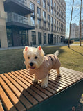 Membrane dog blanket coat — Beige