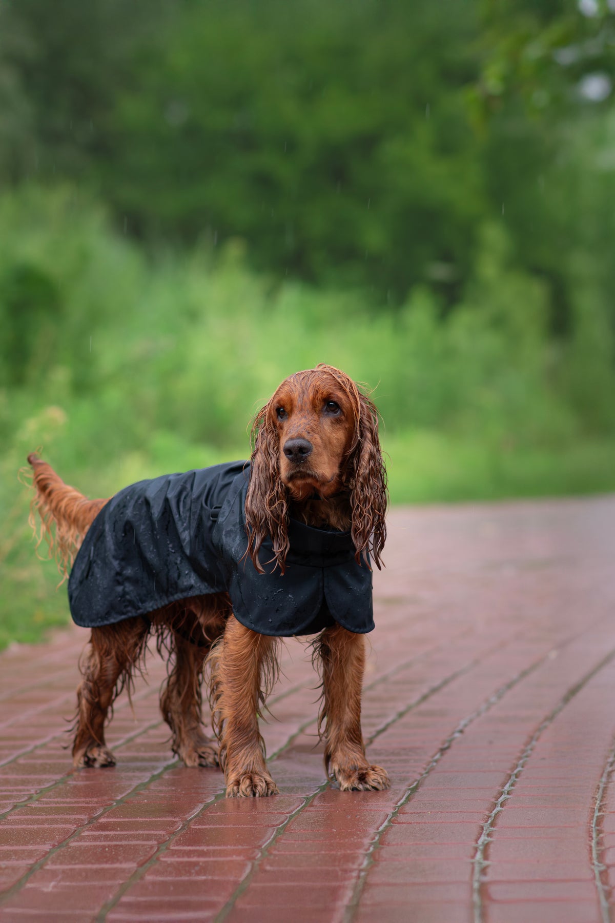 Membrane dog blanket coat — Black