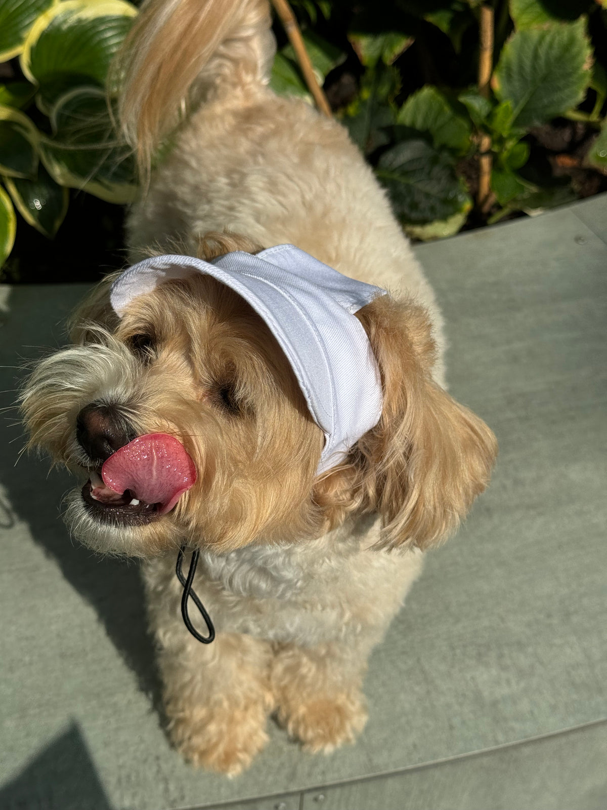 Dog cap — White