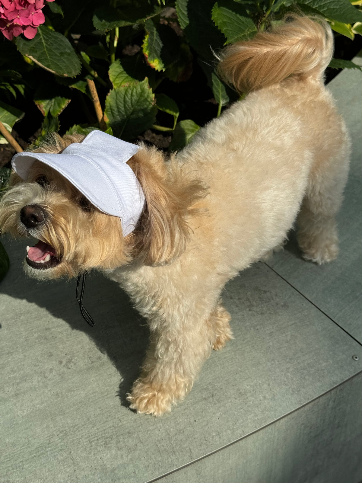 Dog cap — White