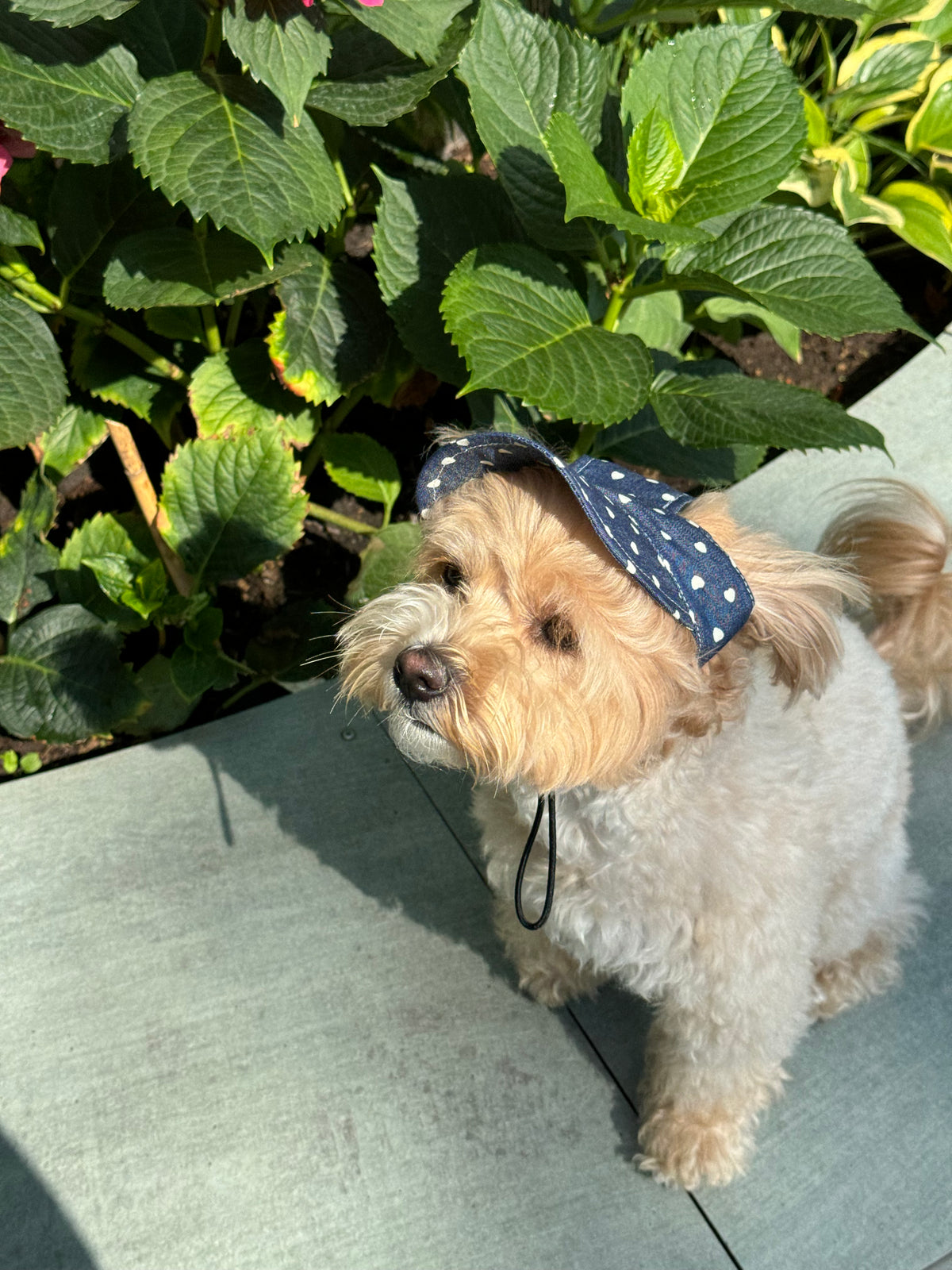 Dog cap — Blue Hearts