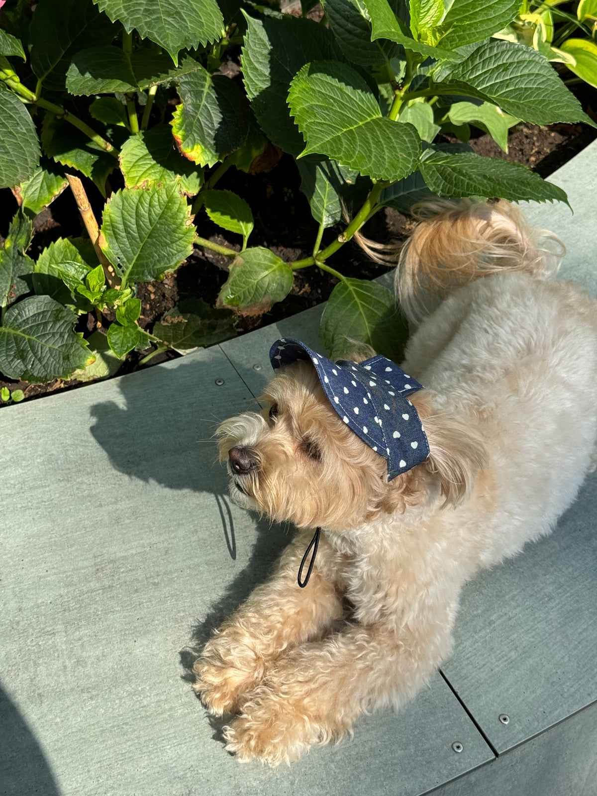 Dog cap — Blue Hearts