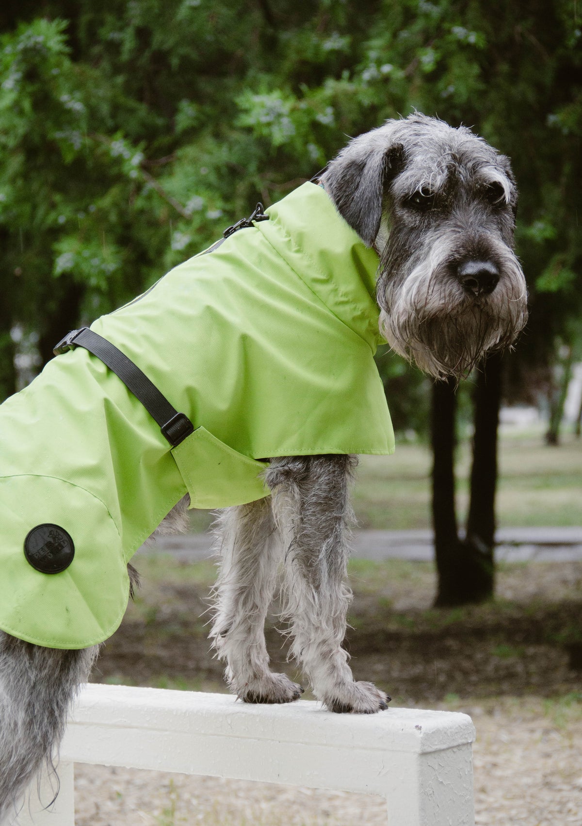 Membrane dog blanket coat — Lime