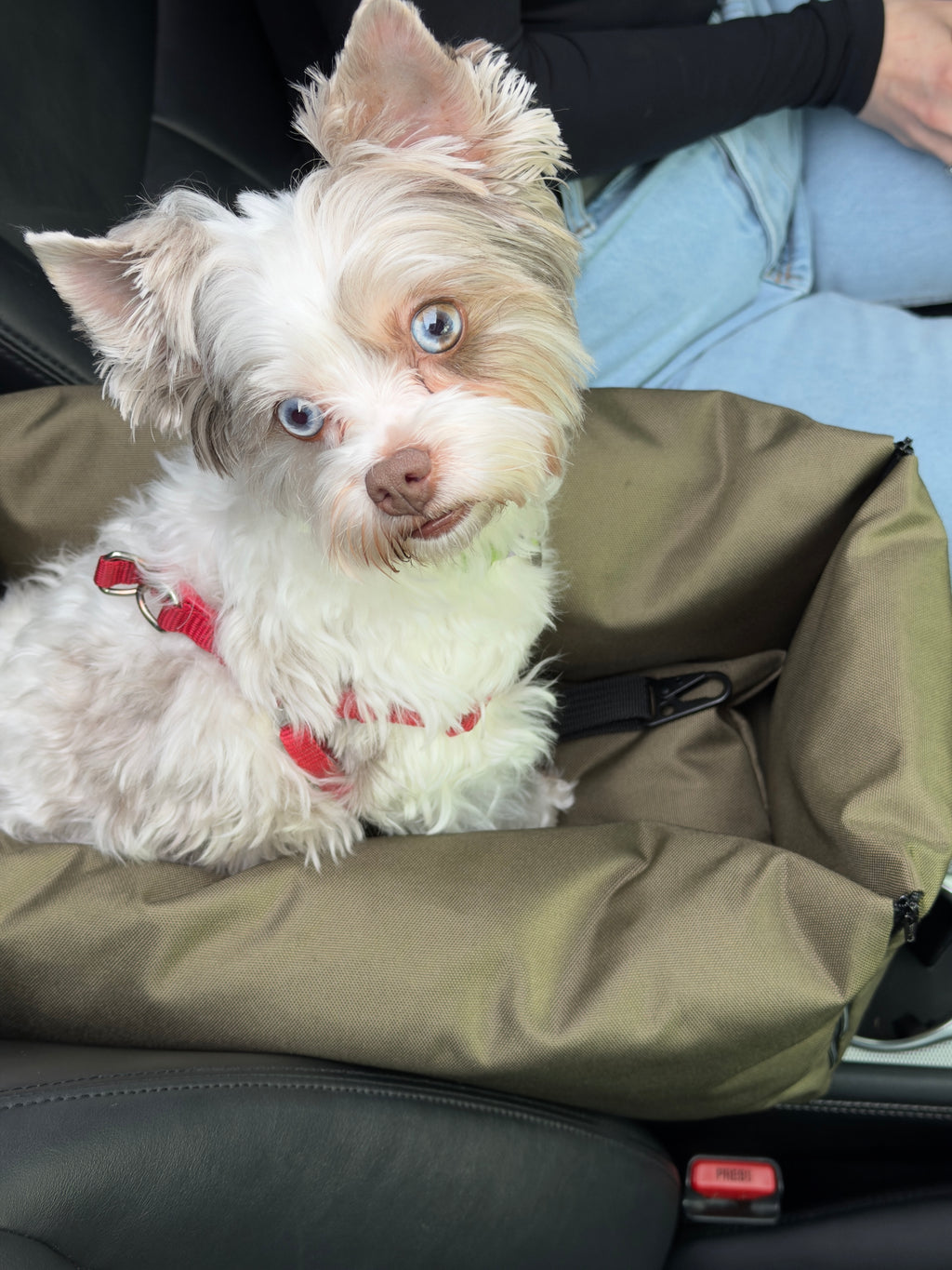 Armrest car seat for dog — Khaki