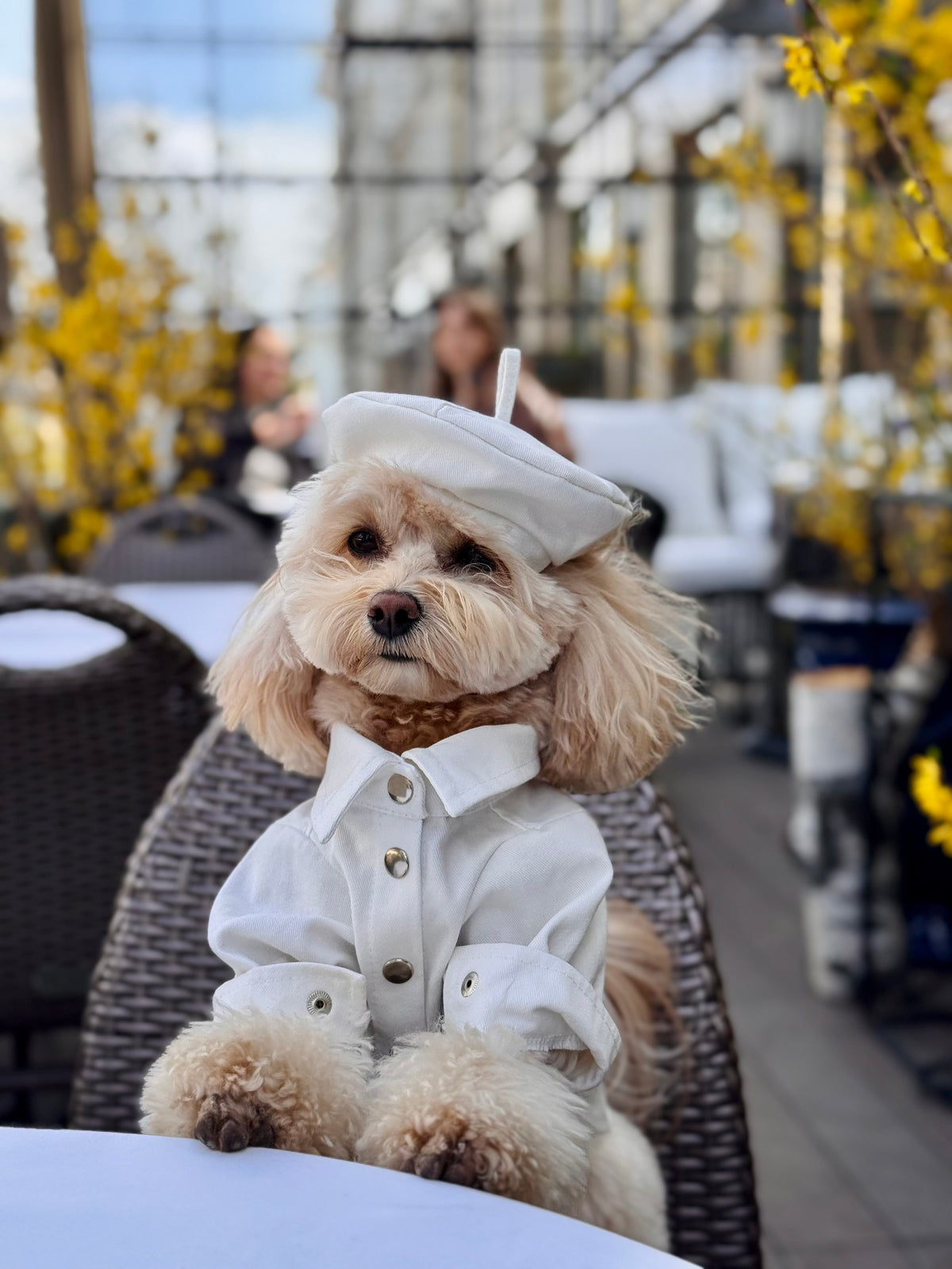 Denim beret for dogs — White