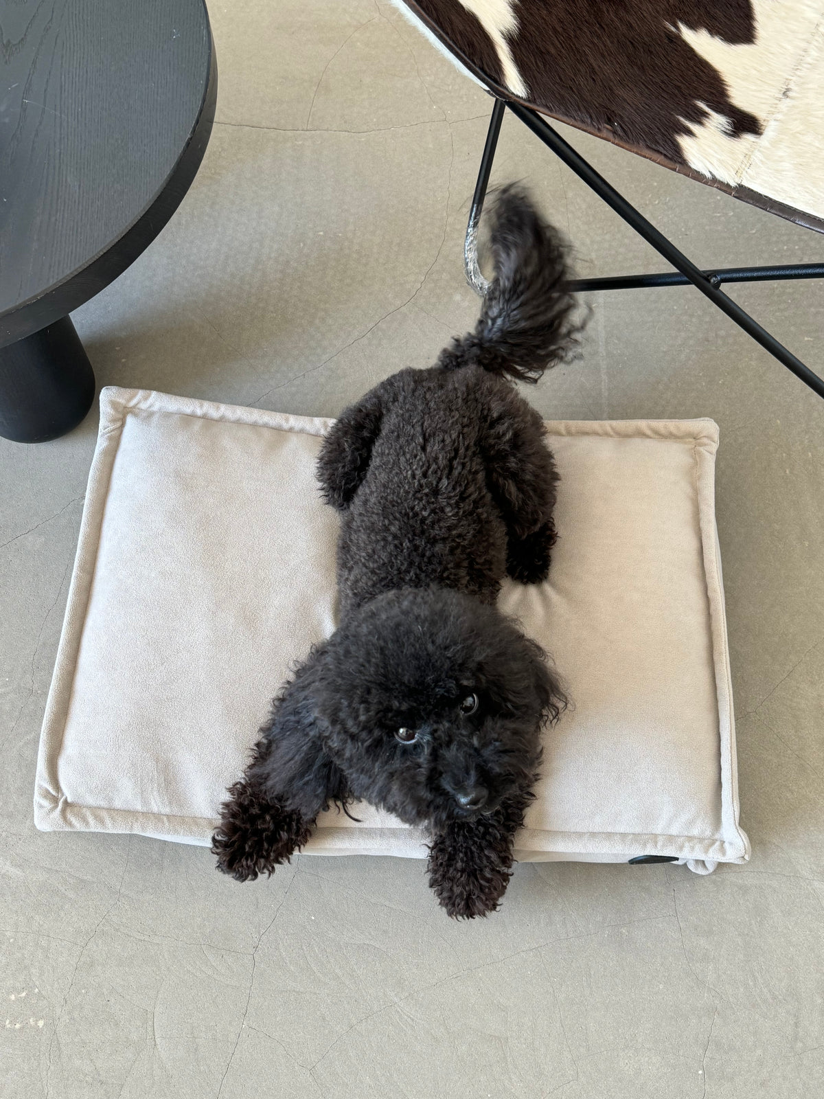 Dog pillow bed — Beige