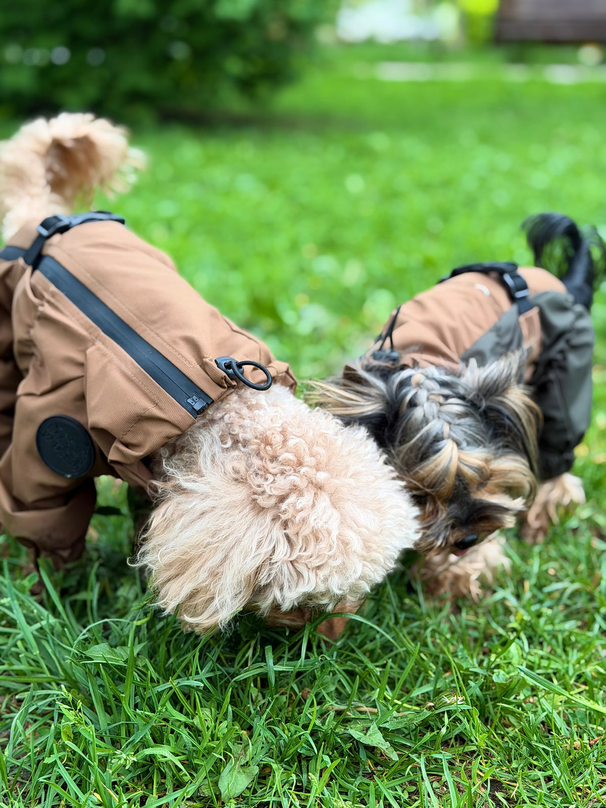 Membrane waterproof dog suite coyote — Boy — Synthetic down insulation with fleece