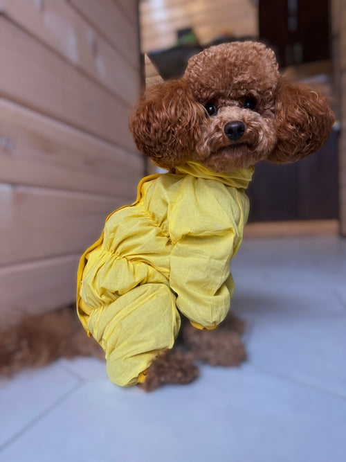 Batiste dust coat for dogs — Yellow