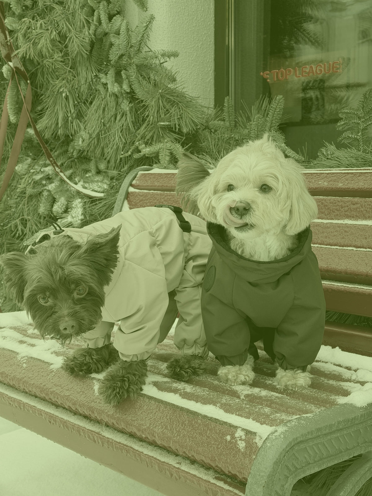 Membrane waterproof dog suite lime — Boy — Fleece