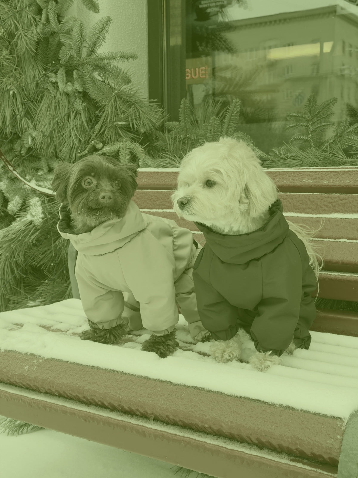 Membrane waterproof dog suite lime — Boy — Synthetic down insulation with fleece