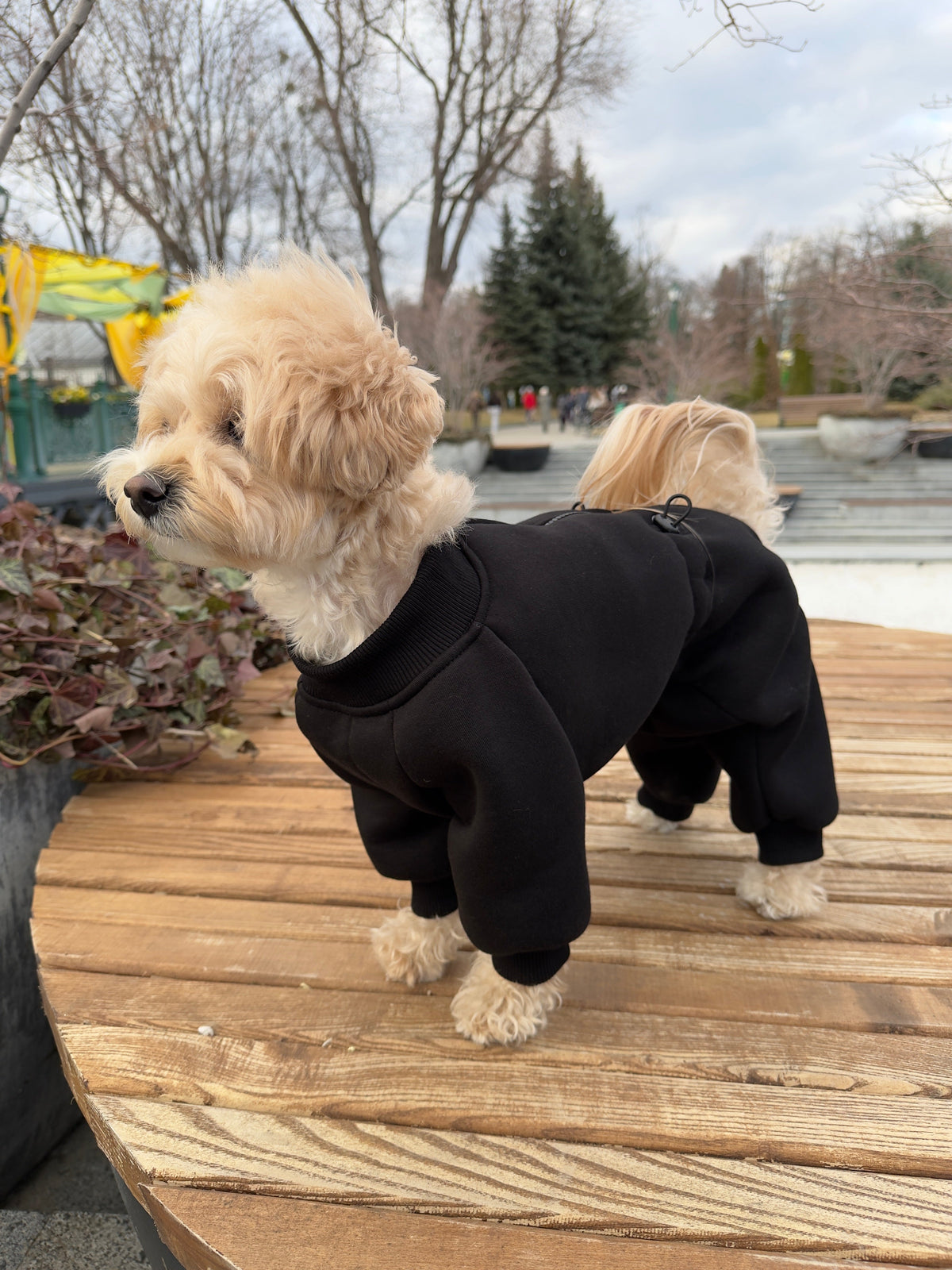 Чорний