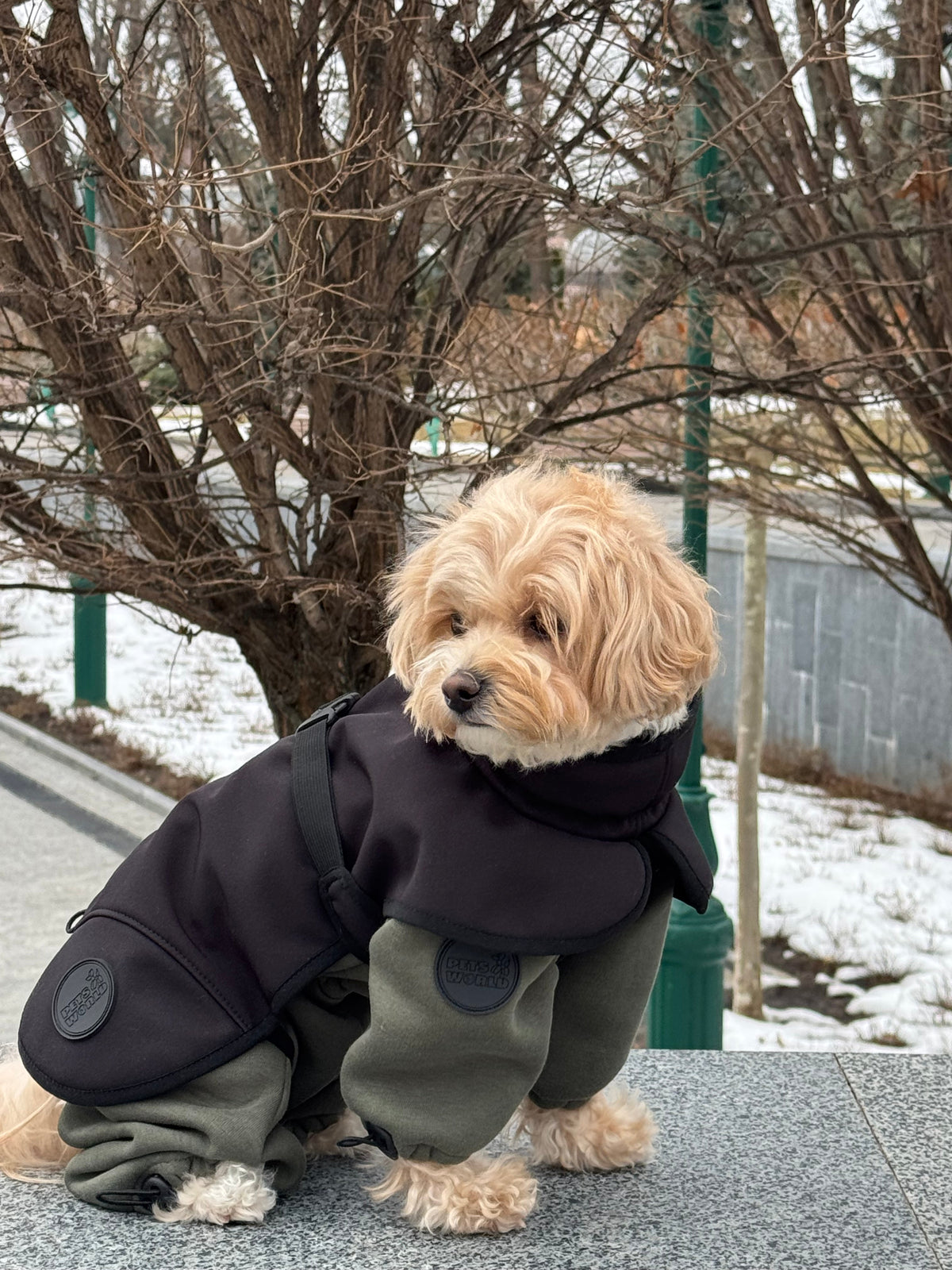 Сірий
