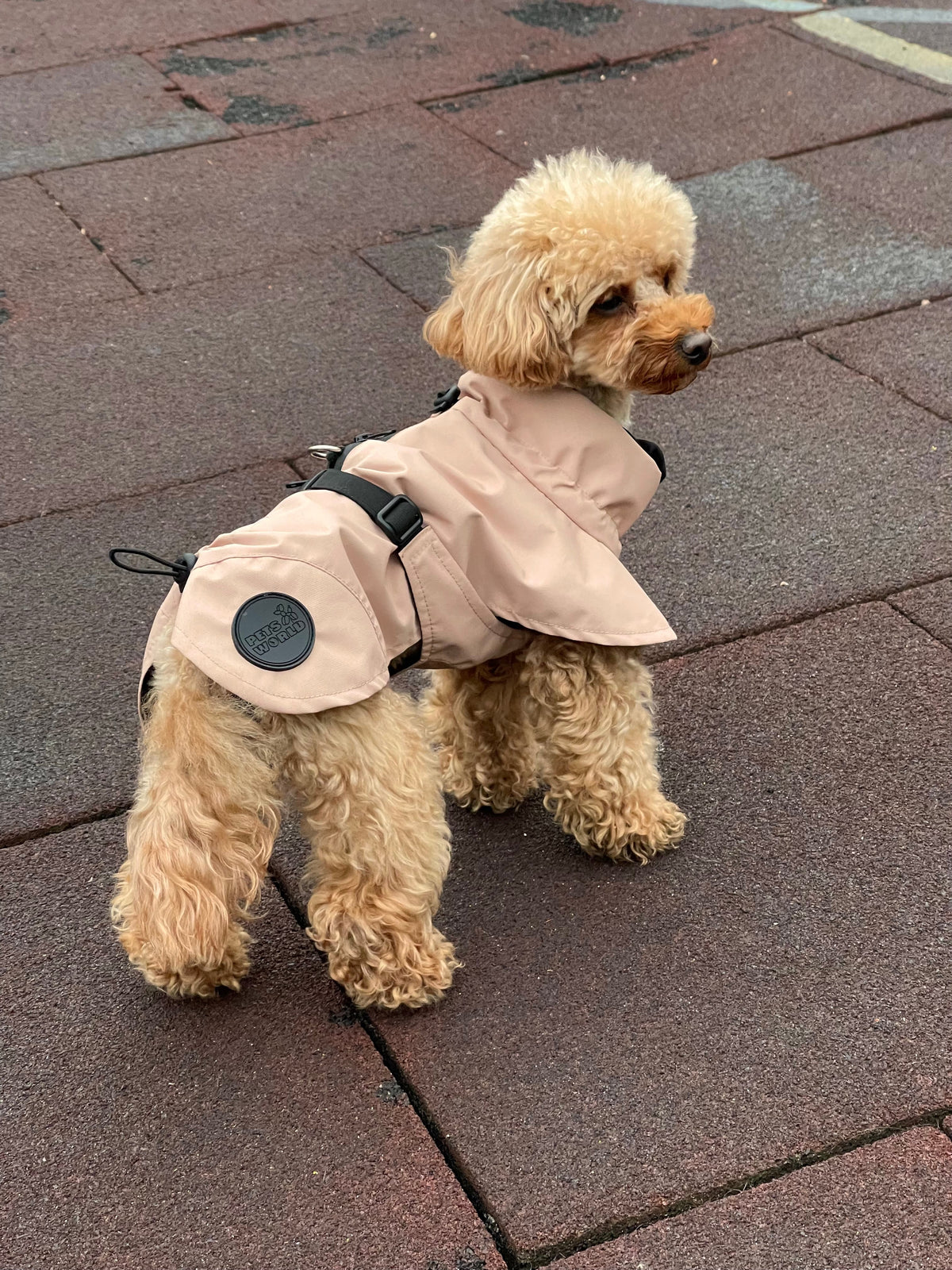 Беж