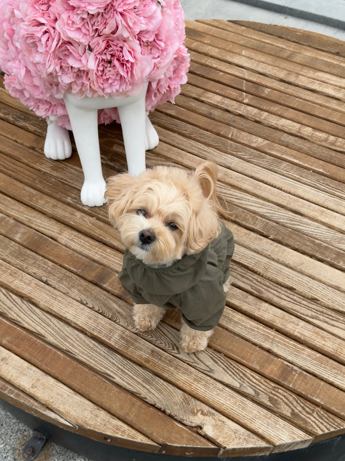 Оливка