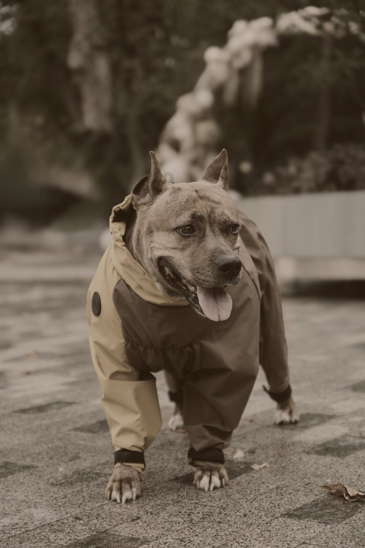 Шоколад