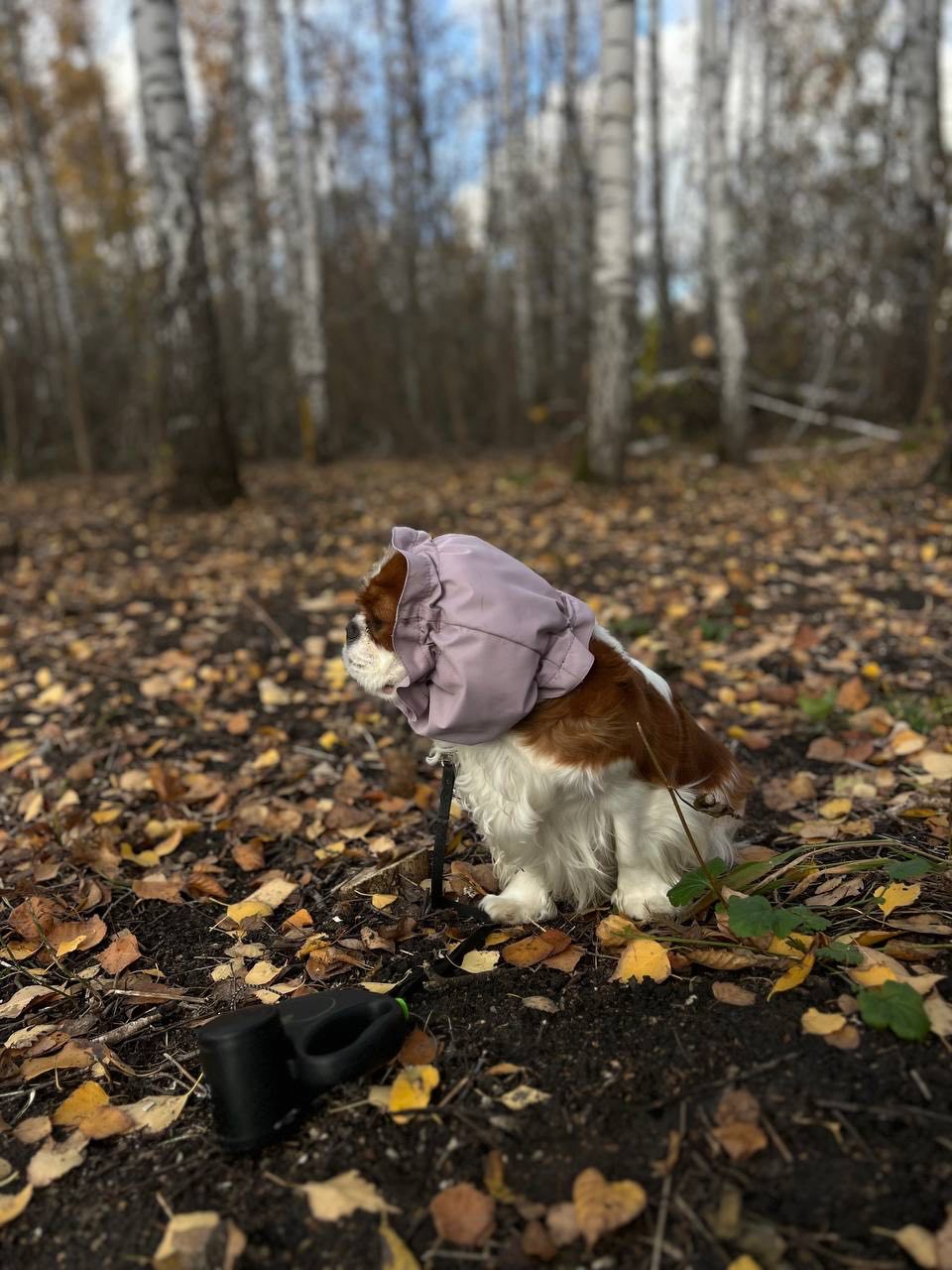 ліловий