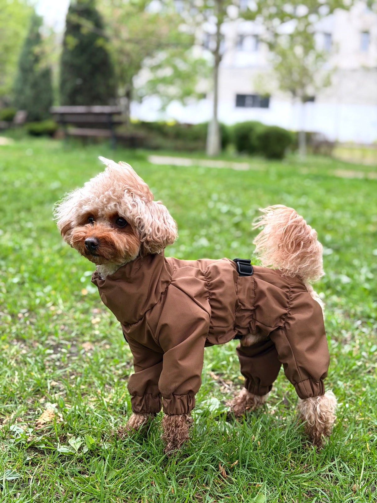 Койот